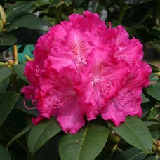 Рододендрон гибридный Германия (Rhododendron hybrida Germania)